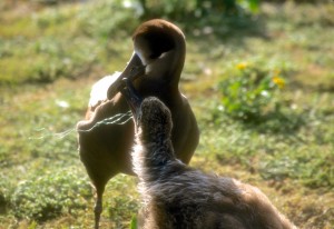 Black-footed Albatross feeding plastic to chick