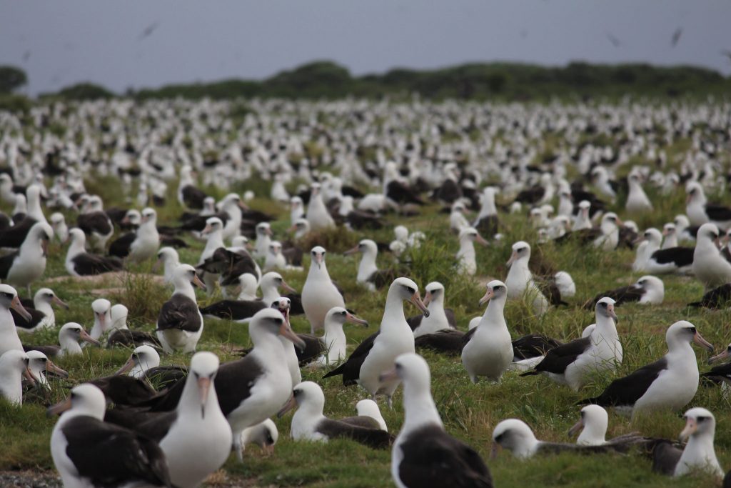 Midway Atoll Albatross Colony