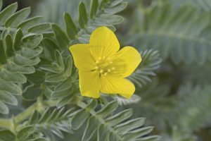 Nohu (Tribulus cistoides)