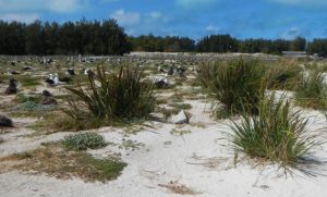 After Restoration Efforts on Midway Atoll NWR