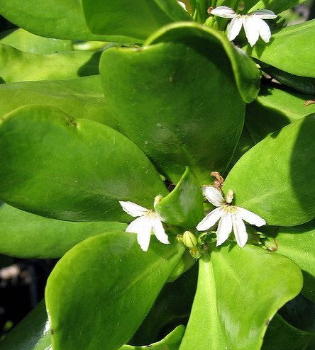 Native Beach Plants