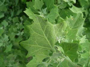 ʻĀweoweo (Chenopodium oahuense)