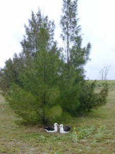 Ironwood (Casuarina equisetifolia)