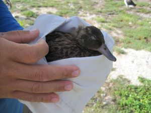 Sick Laysan Duck on Midway Atoll NWR