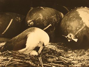 Midway Atoll in 1943