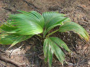 Loulu / Nīhoa Fan Palm (Pritchardia remota)