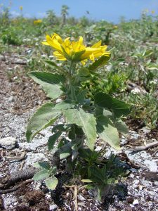 Golden Crown-Beard (Verbesina encelioides)