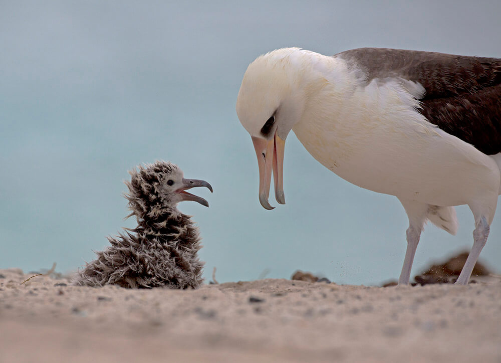 Laysan Albatross Adult & Chick