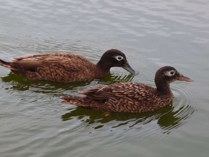 Laysan Duck Pair