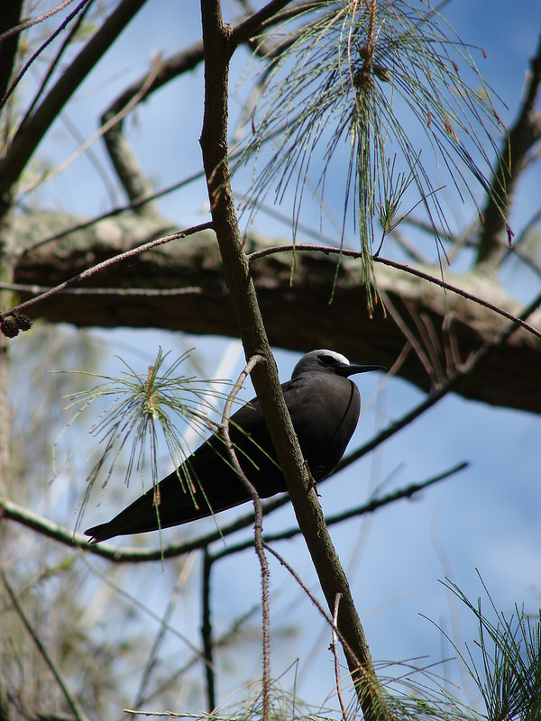 Black Noddy