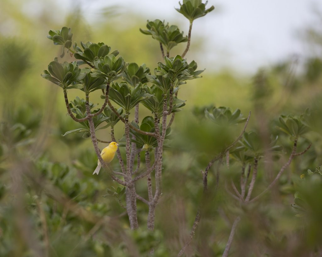 Domestic Canary