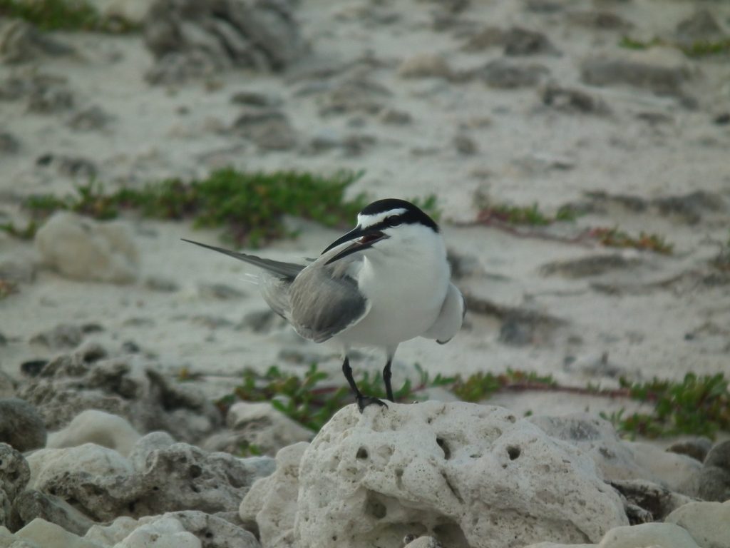Gray-backed Tern