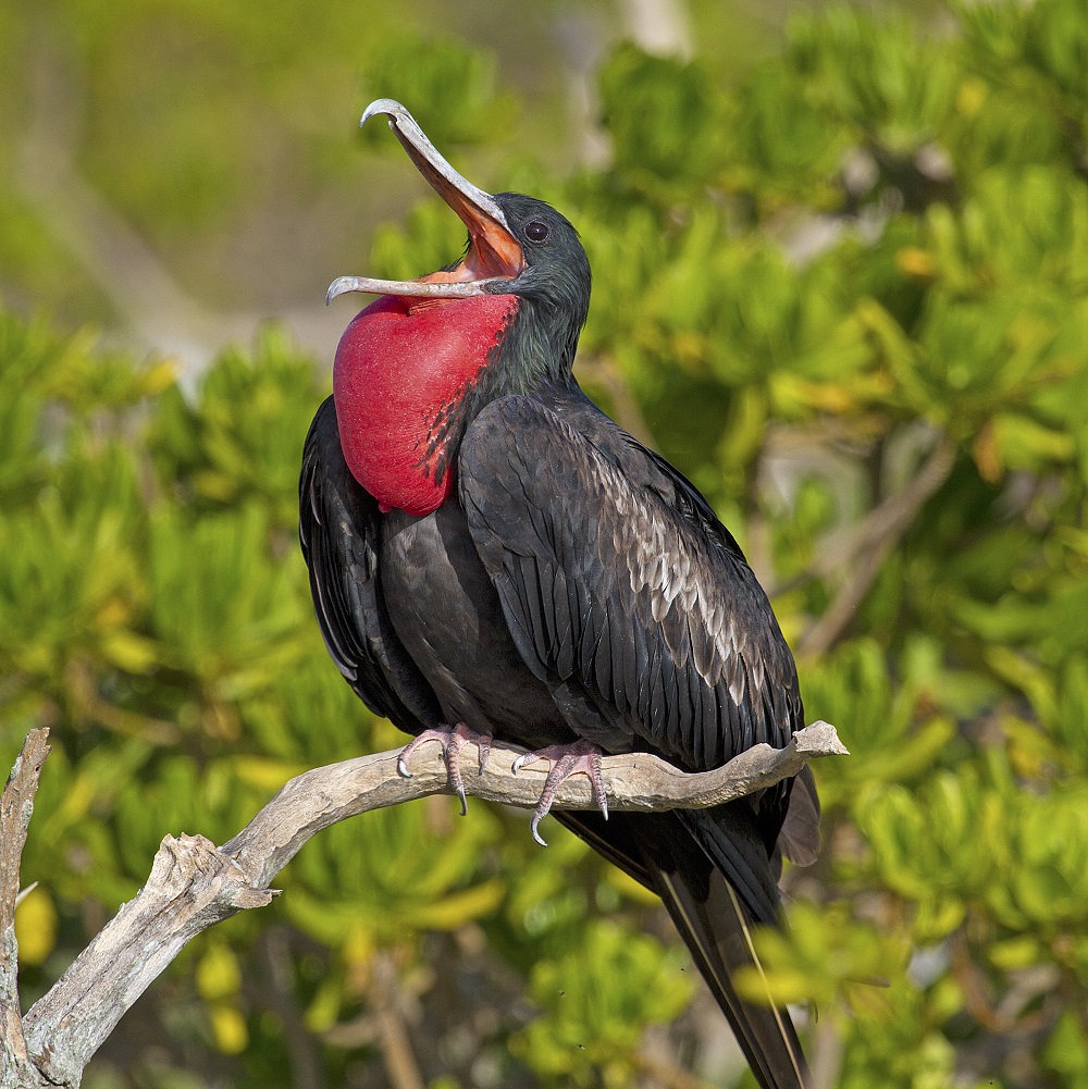 Great Frigatebird