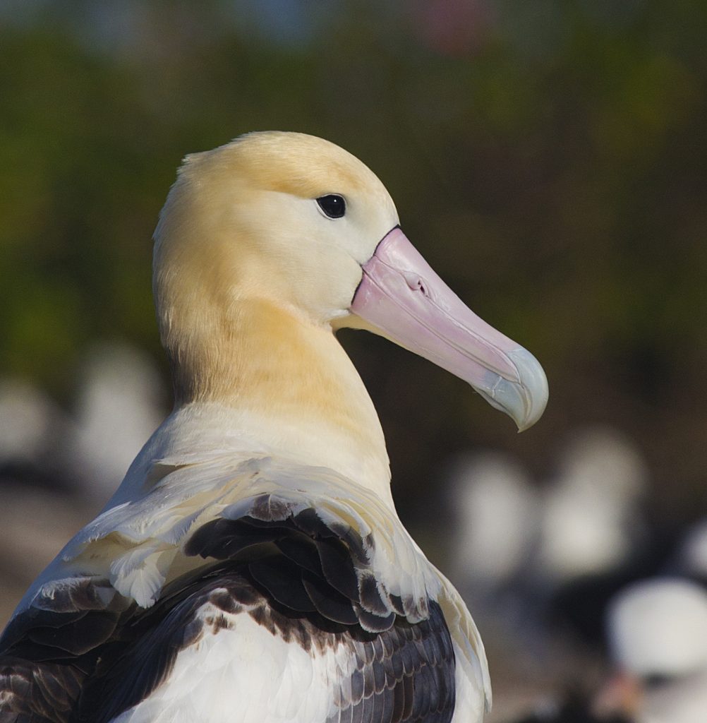 Short-tailed Albatross