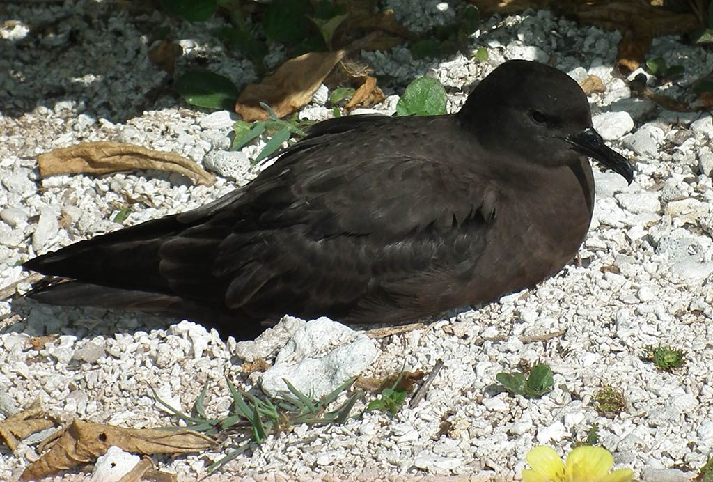 Christmas Shearwater