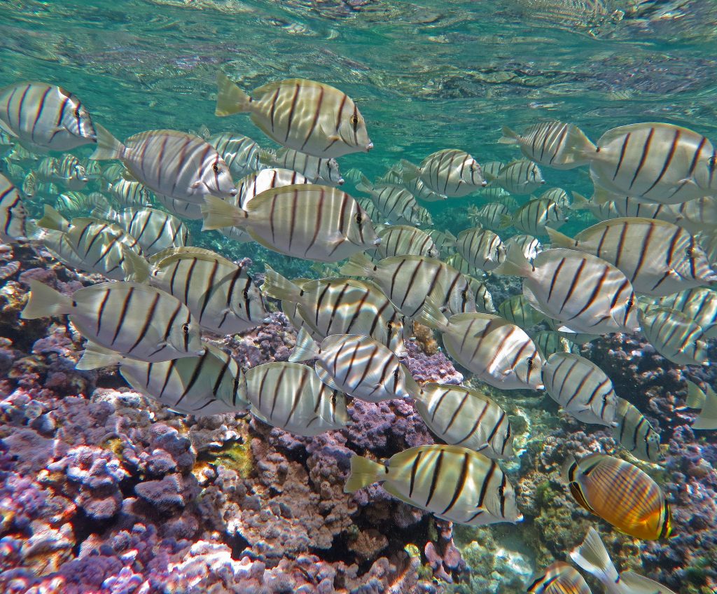 atoll reef fish