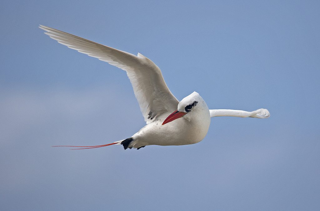 Red-tailed tropicbird