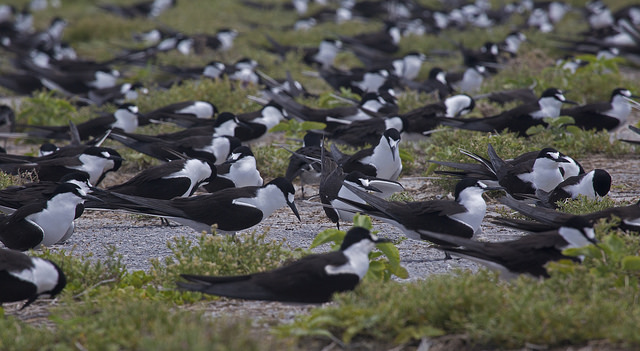 Sooty Tern Colony