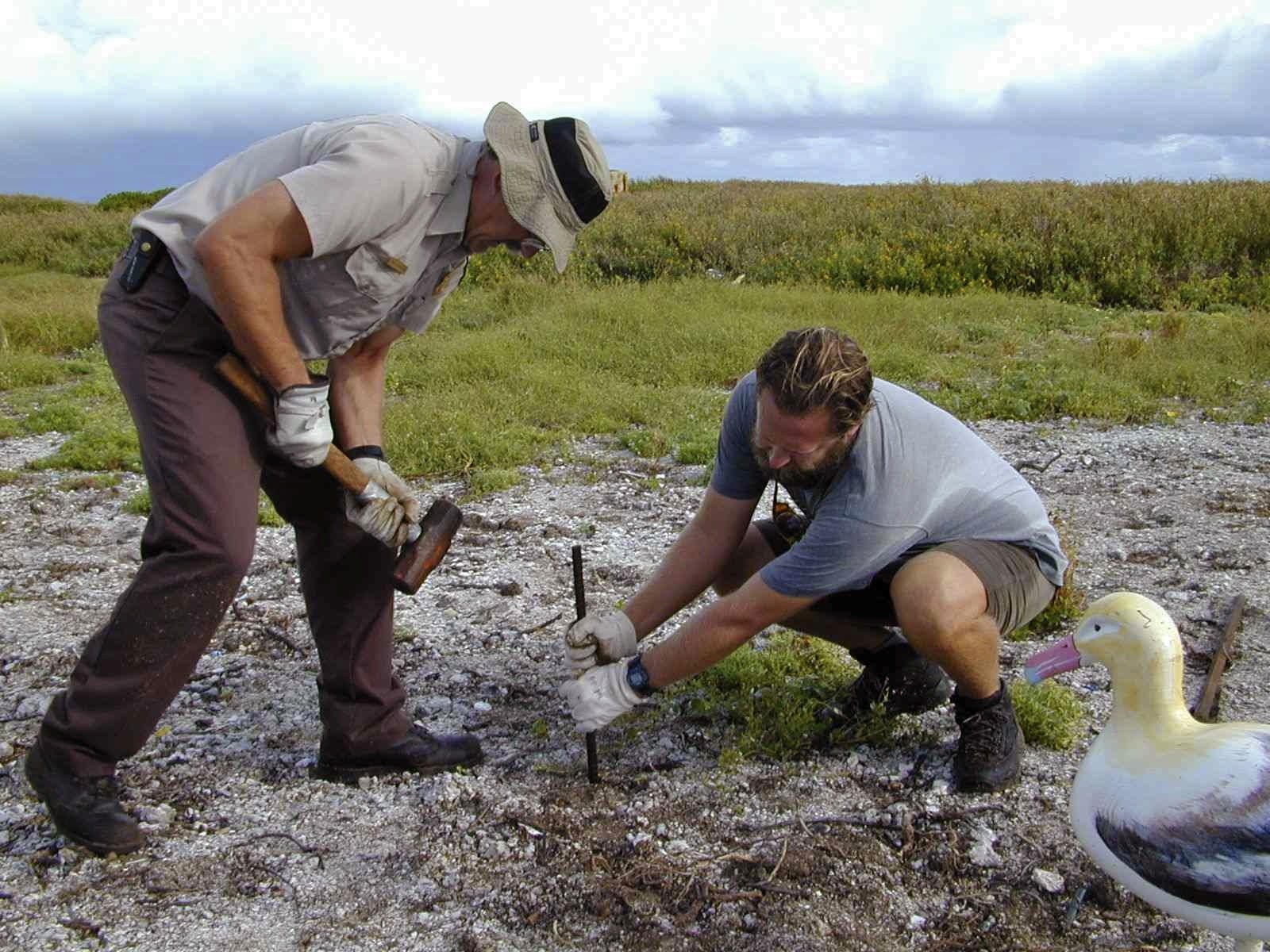 albatross compared to human