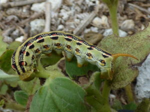 A larva (caterpillar) of the White-lined Sphinx (Hyles lineata), a large moth that is found on Eastern Island, where mice are absent.