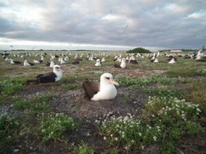 Planning is on-going with the hopes that invasive house mice will be eradicated from Midway Atoll Refuge in 2022, where they were observed attacking and killing nesting Laysan Albatross.