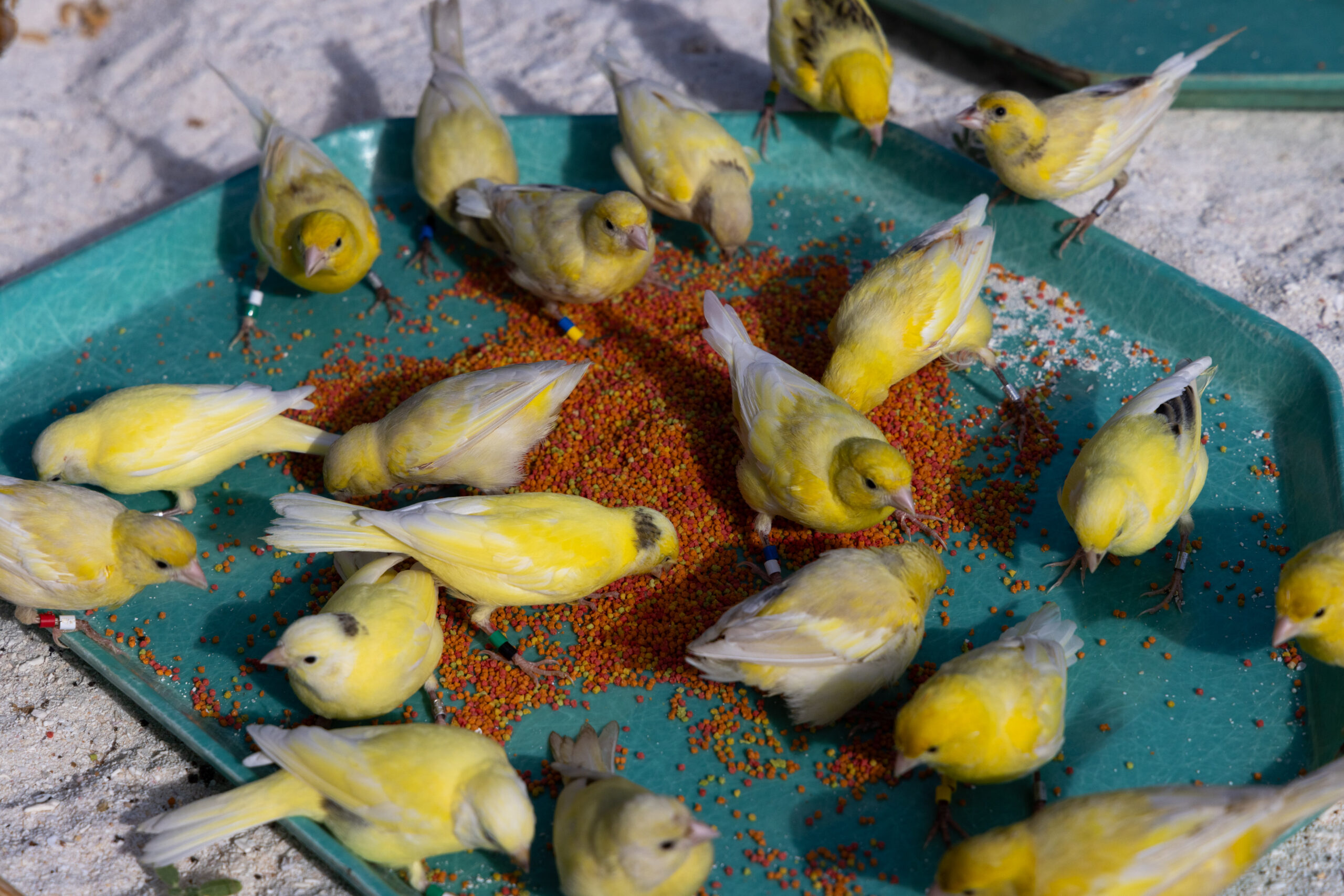 Bright yellow canaries eat in a group off a green tray
