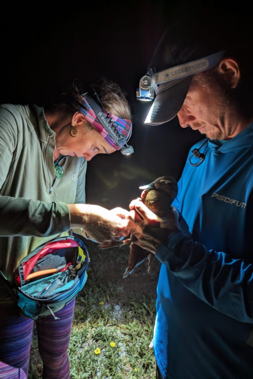 A man holds a duck while he and Helen wear headlamps to inspect it.