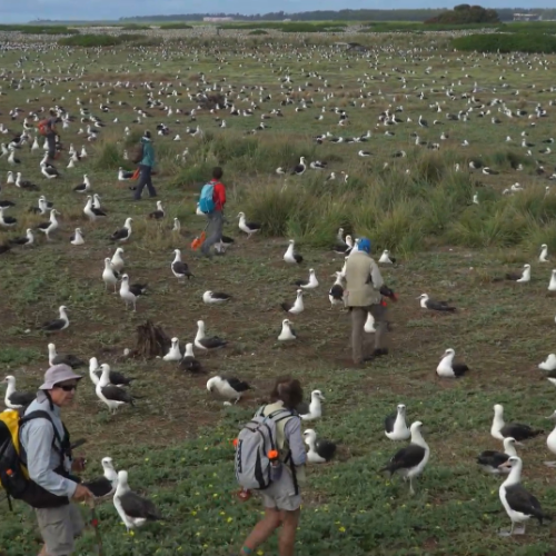 midway island tour