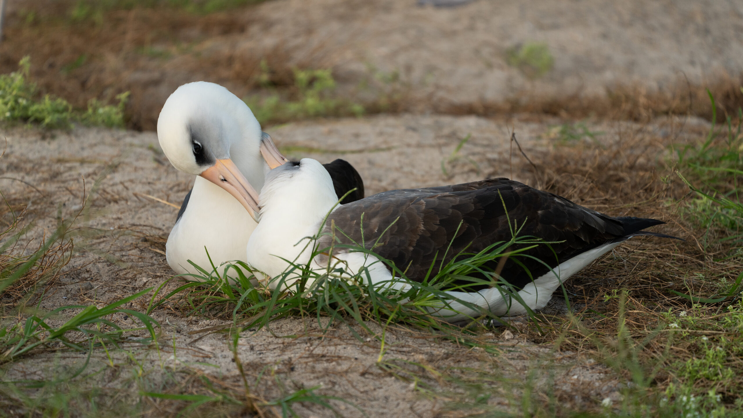 Wisdom and her new mate on Midway Atoll National Wildlife Refuge November 2024